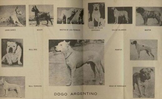 PITBULL VS DOGO ARGENTINO - Who is more powerful? 